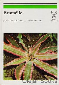 Bromélie