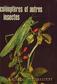 Coléoptères et autres insectes